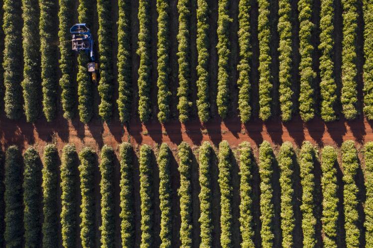 Motores elétricos impulsionam a produção cafeeira no Brasil