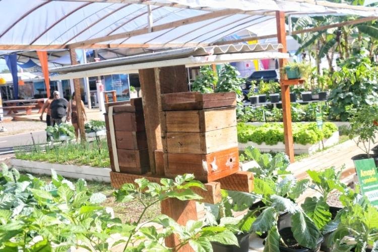 Abelhas sem ferrão viram atração na Expofeira 2026 e revelam tesouro da biodiversidade do Amapá
