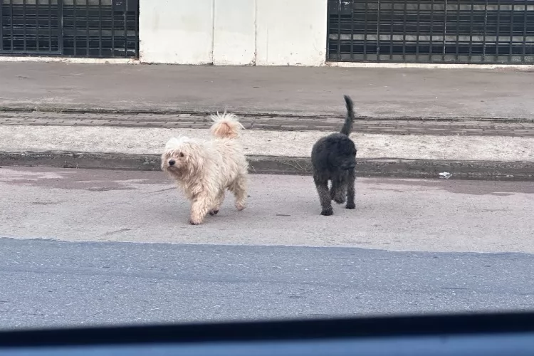 Abril Laranja reforça combate aos maus-tratos contra animais em Santana