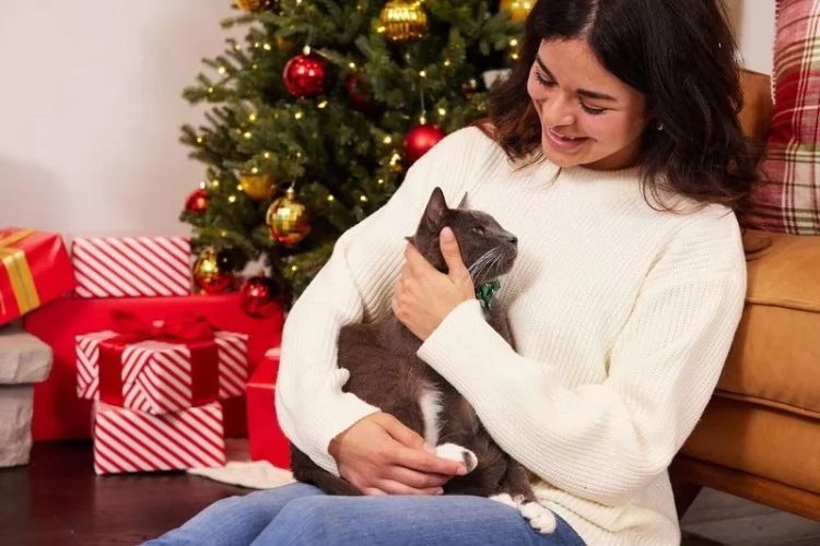 Cuidados essenciais para garantir o bem-estar dos pets durante as festas de fim de ano