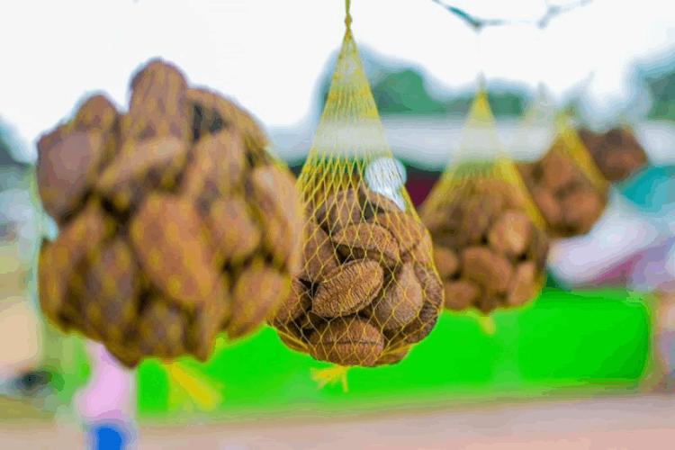 Visitantes da 53ª Expofeira do Amapá poderão conhecer ambiente para beneficiamento e boas práticas da castanha-do-brasil