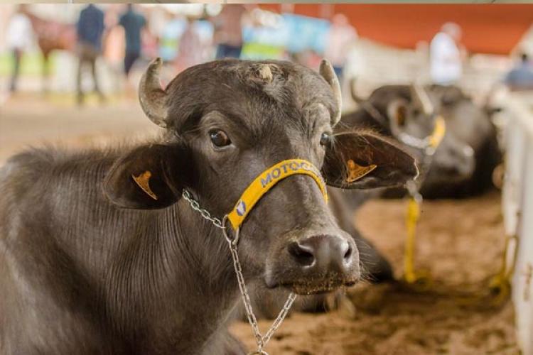 Conheça os critérios para participação de animais na 52° Expofeira do Amapá