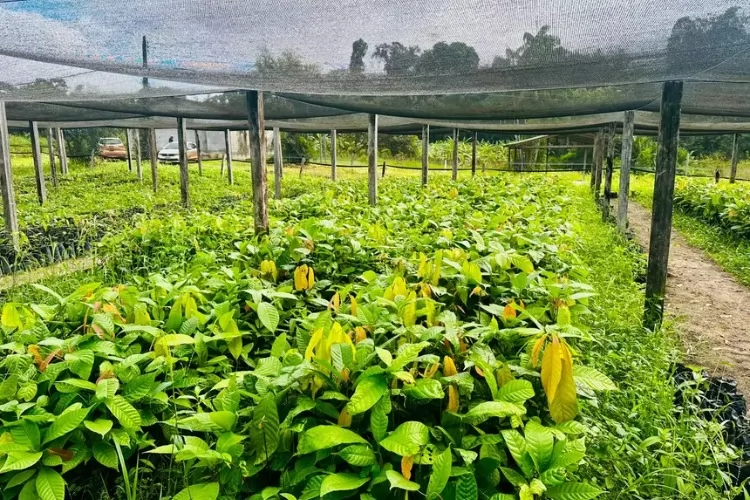Governo do Amapá entrega 18 mil mudas de cacau para fortalecer agricultura familiar em Pedra Branca do Amapari