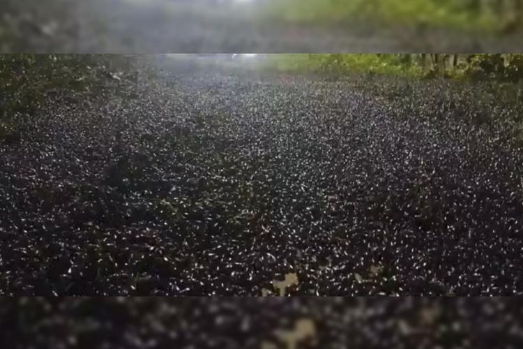 Chuva de besouros inunda o Município de Amapá