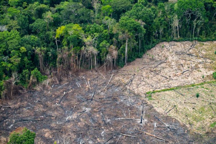 MapBiomas: fragmentação da vegetação nativa cresceu 163% em 38 anos