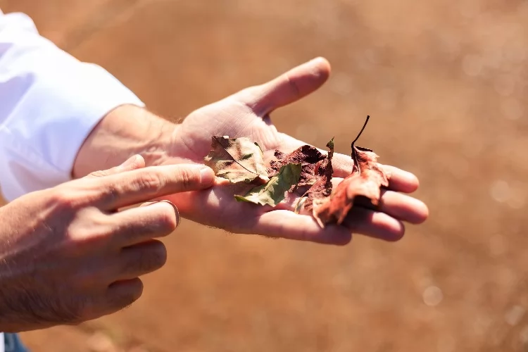 Tecnologia da Unicamp transforma crajiru, beterraba e açaí em opção de corante natural para a indústria