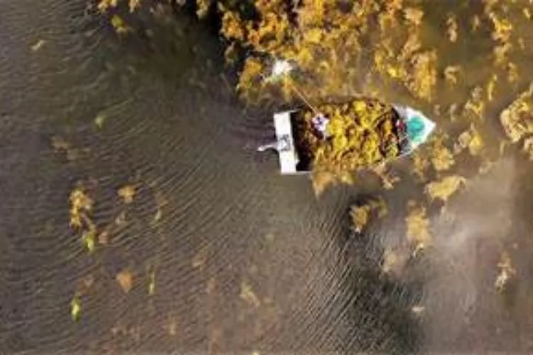 Extrato de algas ajuda plantas a resistirem ao estresse climático, mantendo a produtividade desejada